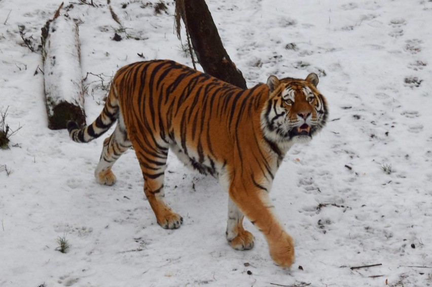Poznańskie zoo zaprasza na zimowy spacer. Już w środę!