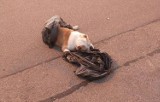 Martwy pies porzucony na parkingu przy Kauflandzie w Suwałkach. Sprawą zajęła się policja [ZDJĘCIA]