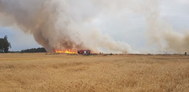 Ogromny pożar zboża na pniu w Daleszynku na powierzchni 25 ha.

Pyton wciąż poszukiwany, policja apeluje o ostrożność. "Może pożreć człowieka"

