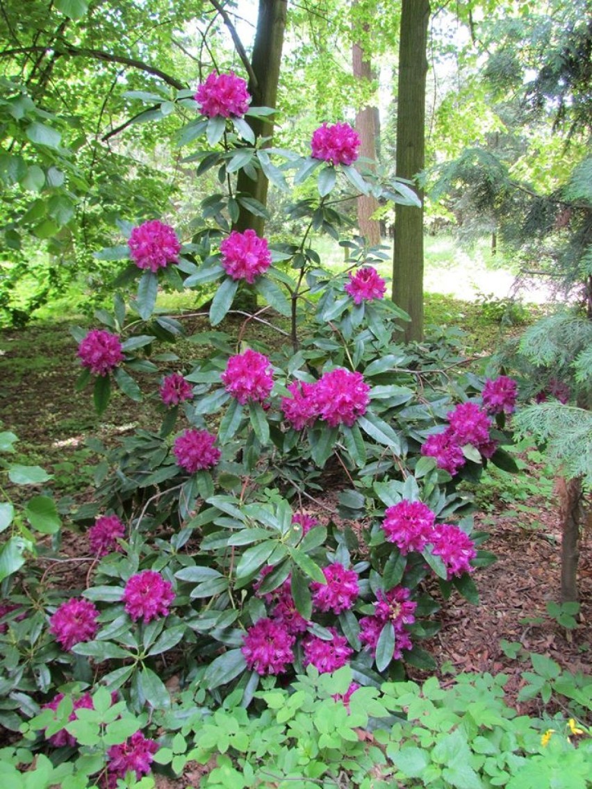 Park w Gołuchowie mieni się barwami kwitnących kwiatów i krzewów