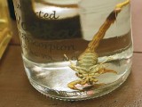 Skorpion na dnie butelki wódki