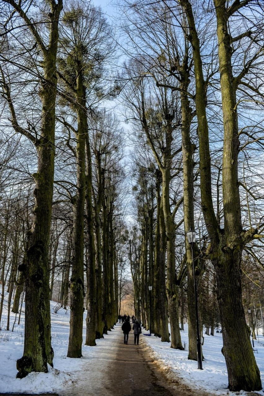 Spacerując zimą po lesie lub parku po większych opadach...