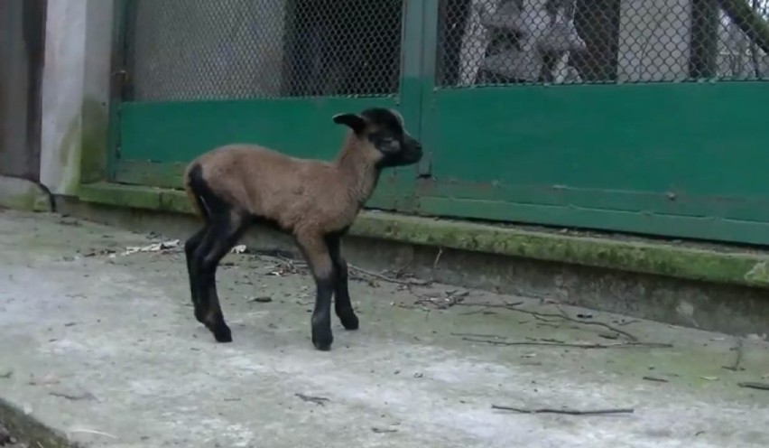 19 lutego Nowym Zoo w Poznaniu urodziły się dwie owce...