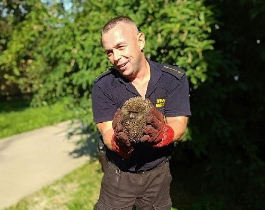 Strażnicy miejscy w Kielcach uratowali jeża, zwierzę utknęło za kratą 