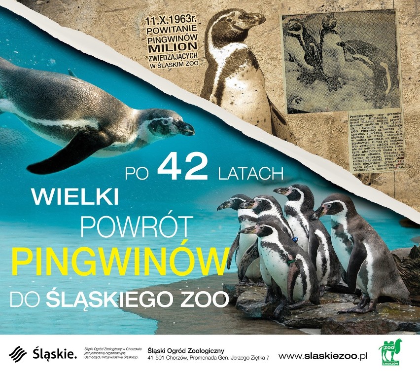 Powrót pingwinów do Śląskiego Ogrodu Zoologicznego WIZUALIZACJA