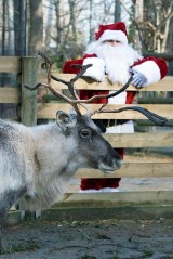 Kraków. Weekend mikołajkowy w ZOO z reniferami!