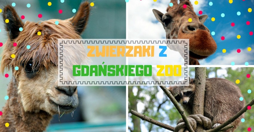 Mieszkańcy gdańskiego zoo. Zobacz piękne zdjęcia zwierząt z Gdańskiego Ogrodu Zoologicznego