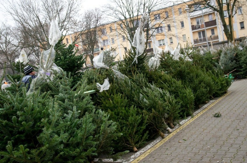 Wiemy, jak zdobyć bezpłatne świąteczne drzewka
