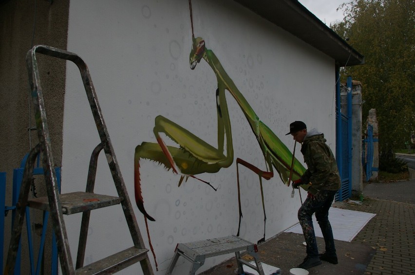 Mgr Mors maluje w Gorlicach kolejne owady. Dzisiaj powstała modliszka