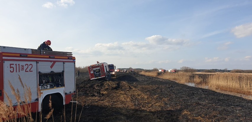 Pożar suchych traw w gminie Gidle. Paliły się 24 ha nieużytków w okolicach Ciężkowic i Wojnowic. ZDJĘCIA