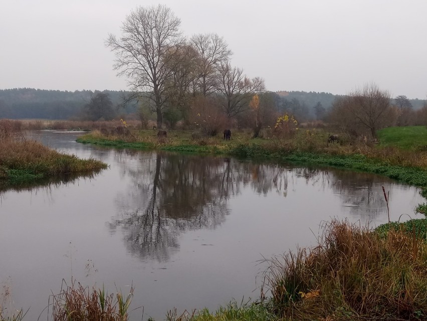 Urokliwe meandry Gwdy na osiedlu Motylewo [ZDJĘCIA]