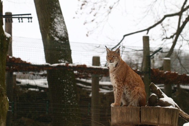 Przypominamy, że opolskie zoo w sezonie zimowym jest otwarte w godz. 9-15.