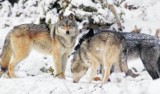 Fake news na temat rzekomego ataku wilków na terenie gminy Witkowo 