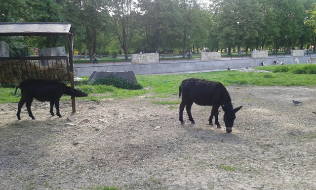 Warto zobaczyć w śląskim zoo zwierzęta, ptaki, płazy i gady. Gatunków jest wiele, okazów jeszcze więcej.