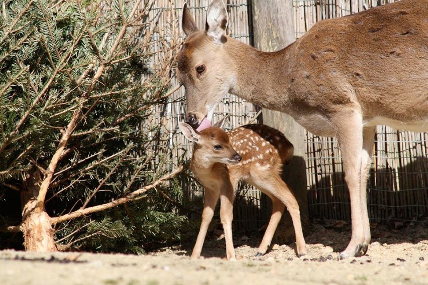 Nie ma jak u mamy, czyli zwierzaki ze swoimi mamami w Naszym Zoo! [ZDJĘCIA]