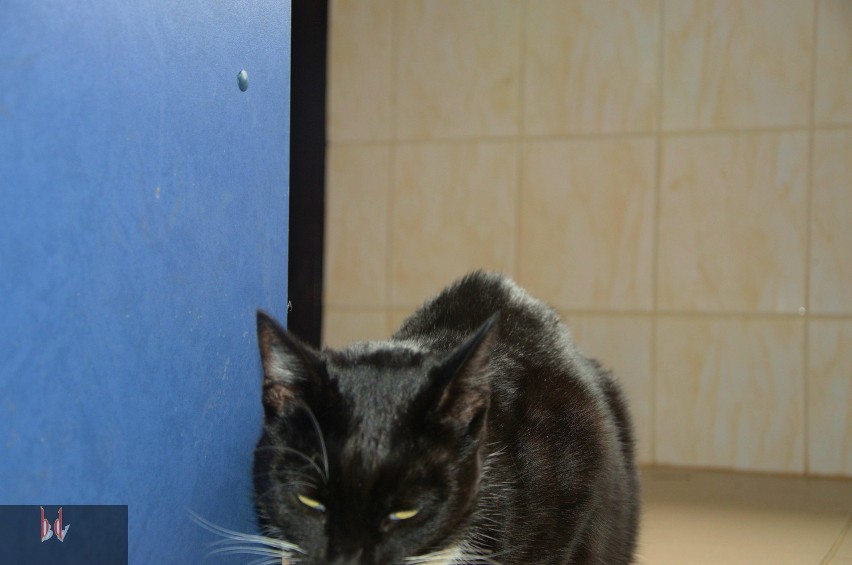 Witek - kot przylepa ze schroniska dla zwierząt w Opolu [ZDJĘCIA]