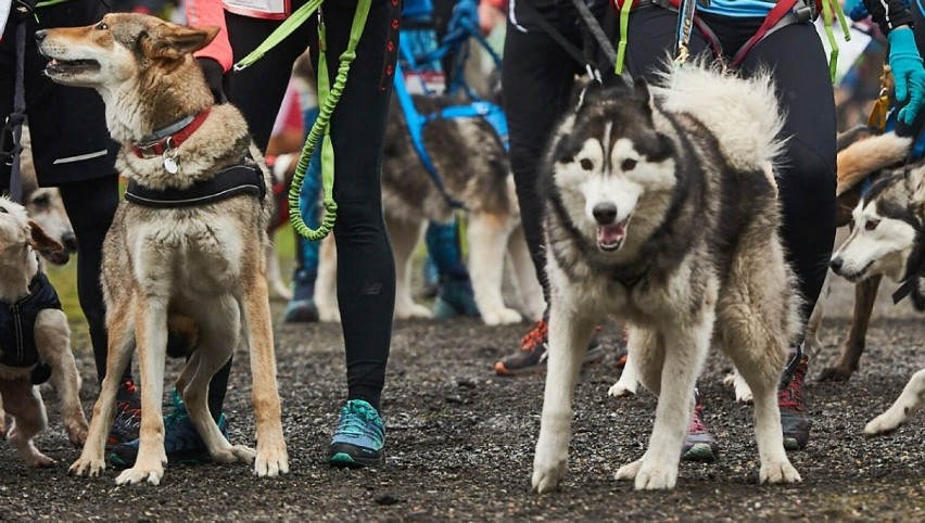 Puchar Polski w Dogtrekkingu w Parku Śląskim! Spacer z psem nie tylko wokół osiedla