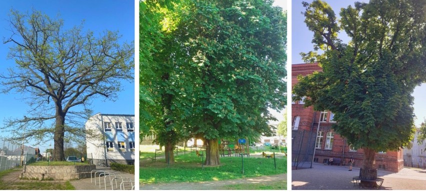 Tczew. Decyzją miejskich radnych mamy trzy nowe pomniki przyrody