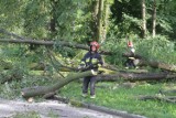 Uwaga. Dziś we Wrocławiu i na Dolnym Śląsku będzie wiał silny wiatr. Oto ostrzeżenie meteorologiczne