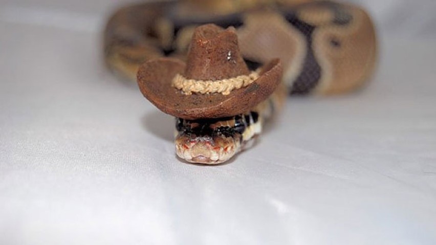 Duże węże w małych kapeluszach. Sposób na oswojenie strachu? [ZDJĘCIA]
