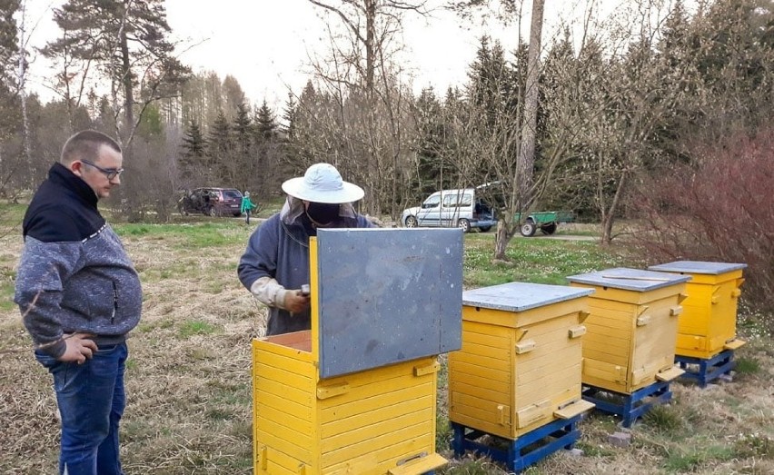 Pszczoły wróciły do rogowskiego arboretum. Po roku przerwy w arboretum znów są ule