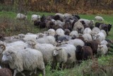 Owce z Gruczna na wynajem nie tylko do strzyżenia trawnika. Wypożyczymy na owcodni. Brzmi jak żart, ale nie do końca nim jest