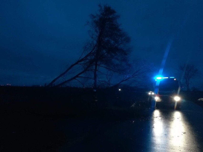 Drzewo przewróciło się na jezdnię. Interweniowali strażacy z Gołańczy [ZDJĘCIA]