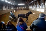 Towarzyskie Zimowe Zawody Konne Koni Śląskich w Stadzie Ogierów Książ (ZDJĘCIA)