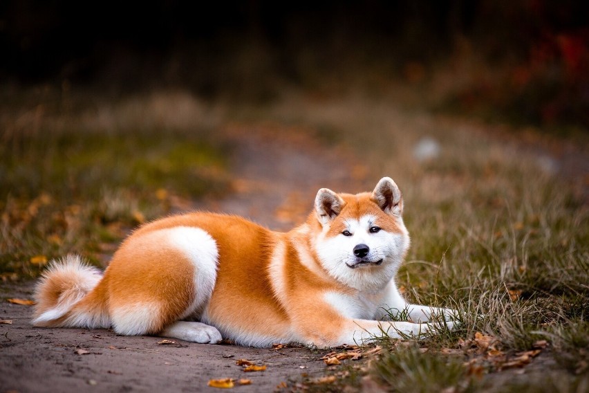 Akita to największa japońska rasa psów. Pierwotnie...