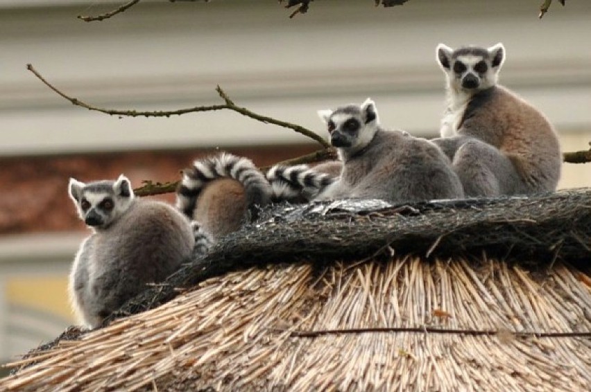 Lemury katta we wrocławskim zoo robią prawdziwą furorę