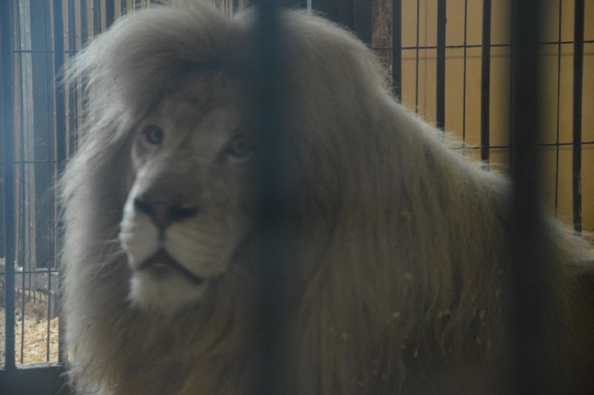 Białe lwy i białe tygrysy bengalskie przyszły na świat w Zoo...