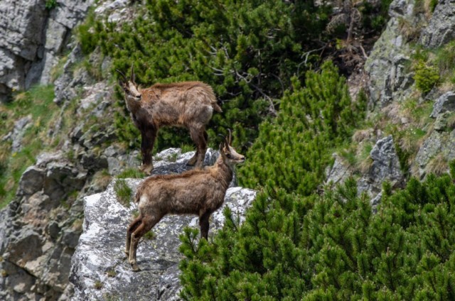 Przyrodnicy z Polski i Słowacji podliczyli wiosenną akcję liczenia kozic w Tatrach