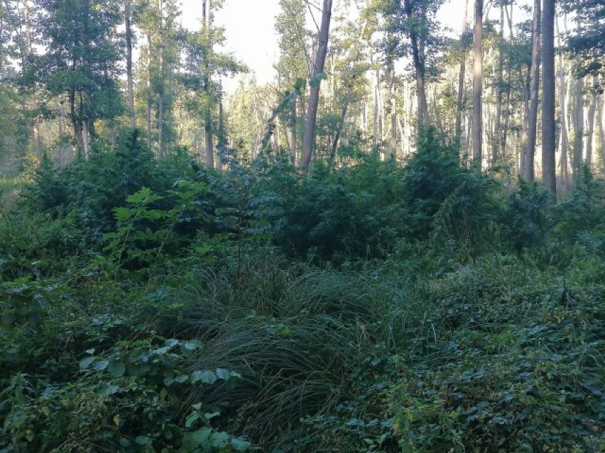 Uprawa była schowana w lesie niedaleko Sierakowa, dosłownie...