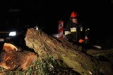 Połamane drzewa i uszkodzony dach. Skutki silnego wiatru w powiecie radomszczańskim