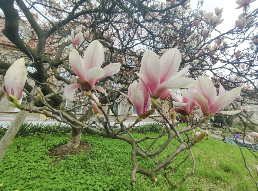 Najstarsza magnolia w Wałbrzychu kwitnie - pomnik przyrody liczy 200 lat! Gdzie na Dolnym Śląsku rosną inne pomnikowe magnolie? Zdjęcia