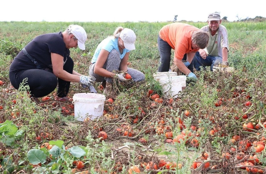 Najwięcej zatrudnionych cudzoziemców pracuje w branży rolniczej