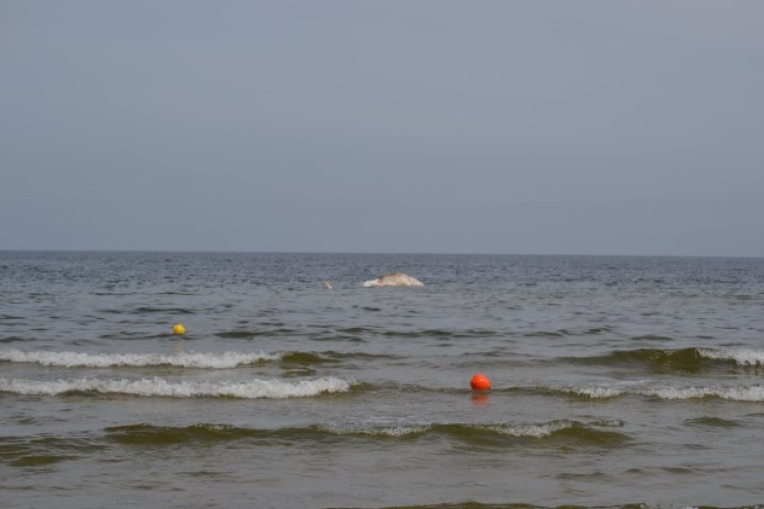 Stegna. W sobotę (22 sierpnia) rano na wysokości plaży...