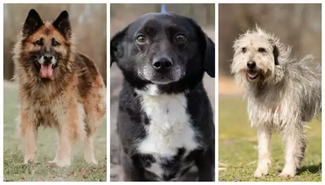 Henrykowo psy do adopcji - artykuły | Leszno Nasze Miasto