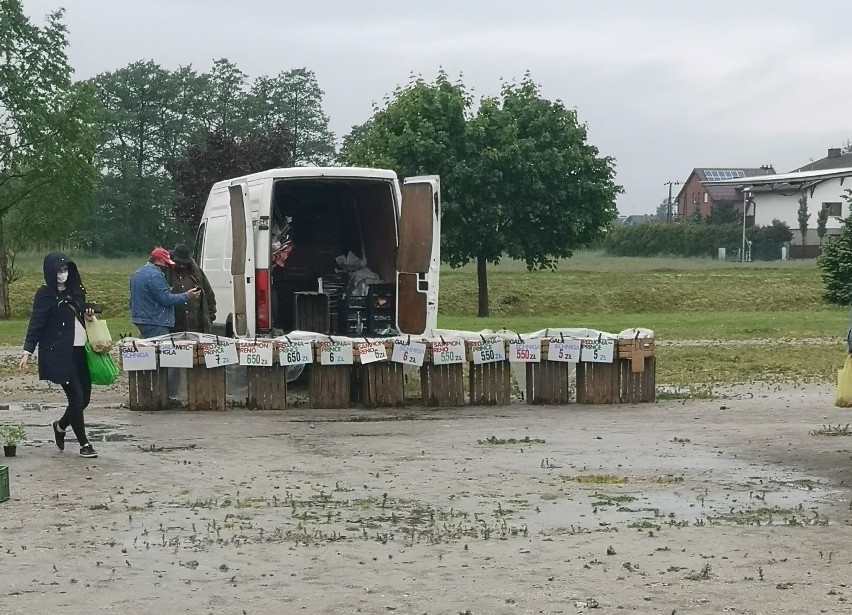 Opalenica. W sobotę targowisko  było dostępne dla wszystkich sprzedających [ZDĘCIA]