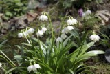 Rodzinne zwiedzanie Ogrodu Botanicznego w niedzielę