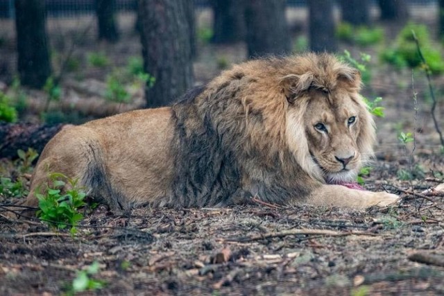 Decyzją ministra klimatu i środowiska Kizia i Leoś na stałe zostają w poznańskim zoo.