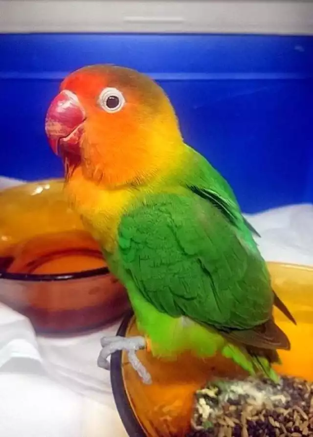 Papuga z myślami samobójczymi? Nietypowa akcja ekopatrolu