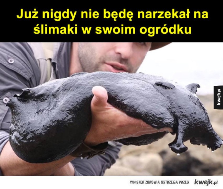 Najlepsze memy o ślimakach. Oglądajcie bardzo powoli! [GALERIA MEMÓW]