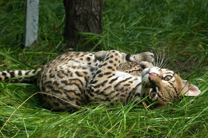 4. OCELOT (Leopardus pardalis) - zamieszkuje Amerykę...