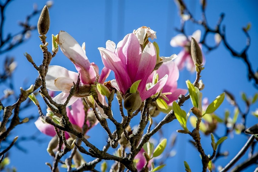 Cud natury. Zakwitła najstarsza magnolia w Wałbrzychu (ZDJĘCIA)
