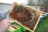 W Chodczu padło 180 rodzin pszczół. Związek Pszczelarzy Ziemi Kujawsko-Dobrzyńskiej podaje przyczyny