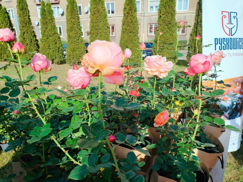 Mieszkańcy są pewni: na wiosnę w pyskowickim rosarium będzie...