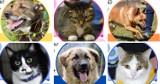 Wspaniałe psy i koty do adopcji w Chorzowie! Zobaczcie ZDJĘCIA tych zwierzaków. Czekają na nowy dom. Każdy może pomóc!