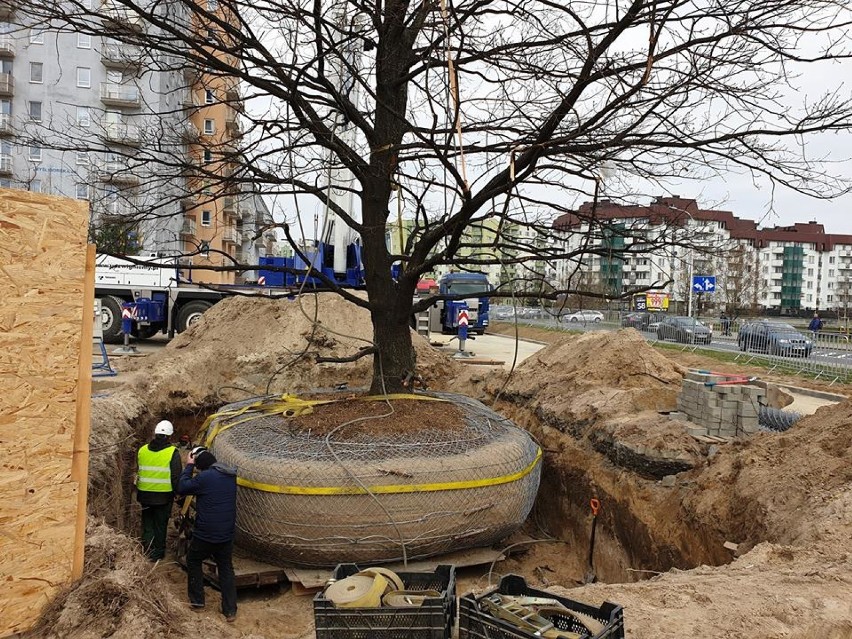 Spektakularne przeniesienie dębu. Kolejne drzewo na...