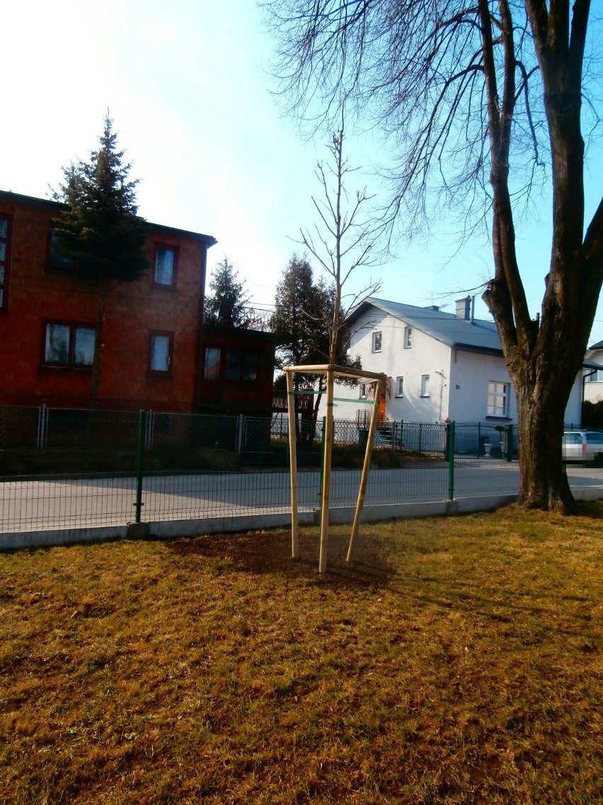 W Jarosławiu posadzili 80 drzew liściastych oraz 540 krzewów [FOTO]